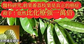 刺果番荔枝葉的吃法和功效。 graviola leaves benefits 。Daun sersak.