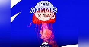 How Do Animals Do That? Season 1 Episode 1