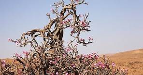 Os 5 segredos do cultivo da rosa-do-deserto