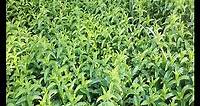 Mentha longifolia - How to grow & care