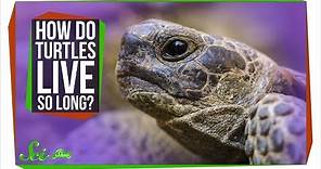 How Do Turtles Live So Long?