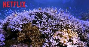 En busca del coral | Tráiler oficial | Netflix