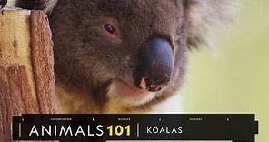 101動物教室：無尾熊《國家地理》雜誌