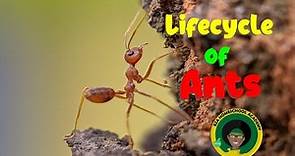 Ant Life Cycle | All about Ants