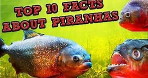 Top 10 Facts About Piranhas