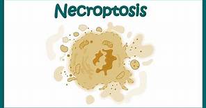 Necroptosis, definition, pathway, mechanism, combination of necrosis and apoptosis