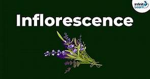 Types of Inflorescence | Morphology of Flowering Plants | Don't Memorise