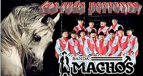 Banda Machos canciones favoritas || Las canciones mas populares recopiladas de Banda Machos