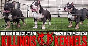 EXTREME AMERICAN BULLY PUPPIES FOR SALE FROM THE WORLD FAMOUS KILLINOIS KENNELS!!!!!!!!!!!!!