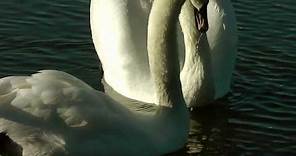 Swans Nature Video - Beautiful Swans Relaxing Video