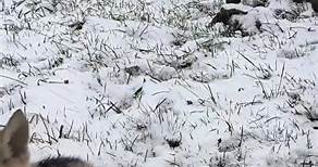 Première neige pour les loupiots de... - Chien Loup Tchécoslovaque Elevage De La Tanière De La Loupiote