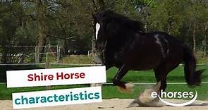 Shire Horse | characteristics, origin & disciplines