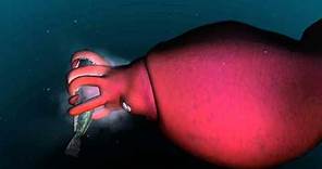 Mysterious world of the colossal squid