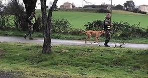 Disparition d’Erwan : le chien Saint-Hubert explore le lieu de la disparition du jeune homme | Courrier de l'Ouest