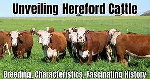 Hereford Cattle Breed: Breeding, Characteristics, Fascinating History
