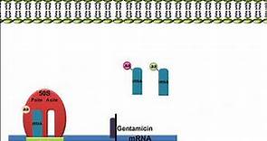 Gentamicin: Mechanism of Action