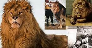 Interesting Facts and Information About Barbary Lion