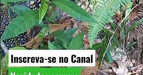 Lagarto Teiú ou Teju visto na trilha. O maior lagarto do Brasil. Chapada Diamantina. Bahia.