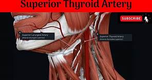 Superior Thyroid Artery #Anatomy #mbbs #education #bds #headandneckanatomy #arteries