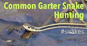 Common Garter Snake (Thamnophis sirtalis) - Hunting
