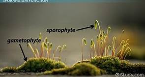 Sporangium & Sporangiospores | Definition & Function