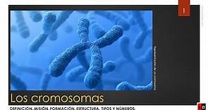 Los cromosomas