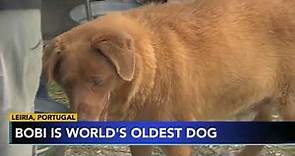 Meet Bobi, the oldest living dog in the world from southern Portugal