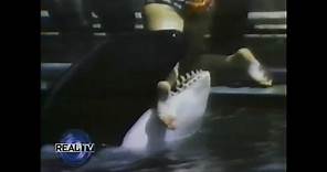 Orca Attack Of Annette Eckis