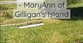 The grave of Dawn Wells - MaryAnn on Gilligan’s Island #reno #renonevada #history
