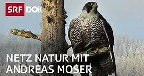Der Wanderfalken – schnellster Vogel der Welt | NETZ NATUR mit Andreas Moser | DOK | SRF