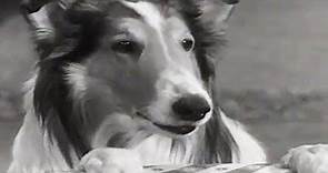 Lassie | Stablemates | Lassie English Full Episodes | Kids Cartoon | Old Cartoon 🐕