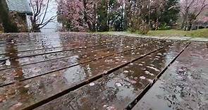 拉拉山 恩愛農場 - 2月20日富士櫻花況，富士櫻目前已盛開 千島櫻花開2成