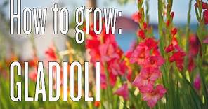 Growing Gladiolus