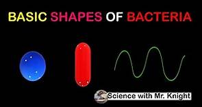 Basic Shapes of Bacteria