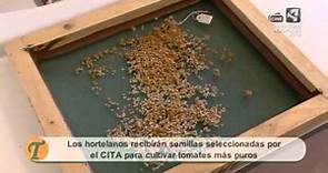 La mejora del tomate Rosa de Barbastro en el programa "Tempero" de Aragón Televisión