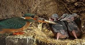 Amazing Footage of Kingfishers Inside Their Nest | Discover Wildlife | Robert E Fuller