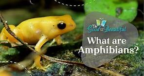 What are Amphibians? | Reptiles, Amphibians, and Fish | The Good and the Beautiful