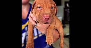 RED NOSE PITBULL PUPPY