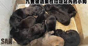 【SAA動物救援】 9隻被遺棄在垃圾站內的小狗