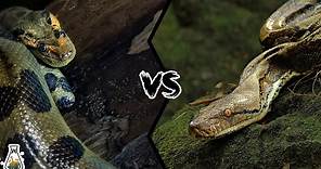 GREEN ANACONDA VS RETICULATED PYTHON - Who is the king of the snakes?