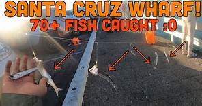 The EXPERT Guide to Santa Cruz Wharf Fishing! 70+ Fish CAUGHT! ANCHOVY BITE IS CRAZY:000