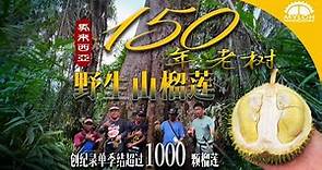 #150年野生山榴槤 #紅花榴槤 曾在一個季節內產出驚人的1000多顆榴蓮！