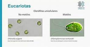 ¿Qué son las microalgas? Definición y Clasificación de las microalgas