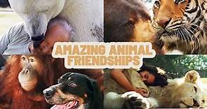 Unbelievable Animal Friendships | Animal Odd Couples