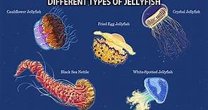 The 15 Different Types Of Jellyfish