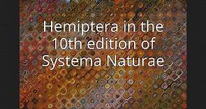 Hemiptera in the 10th edition of Systema Naturae