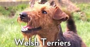 The Welsh Terrier - Bests of Breed