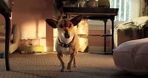 Beverly Hills Chihuahua 3 Trailer