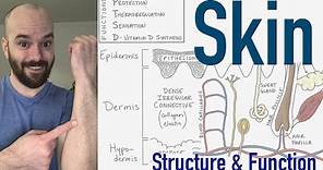 Integumentary System | Structure and Function of the Skin