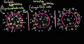 Soluciones hipotónicas, isotónicas e hipertónicas (tonicidad) | Biología | Khan Academy en Español